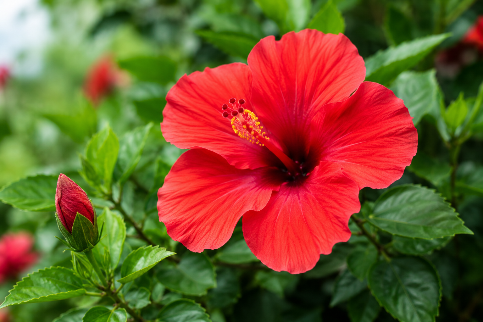 Hibiscus flower
